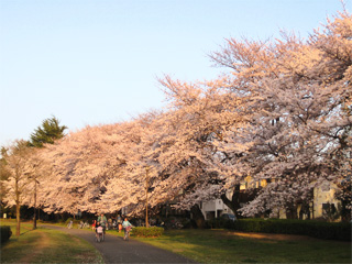 野川公園の夕日と桜 花見ウォーキング 風と緑と散歩道
