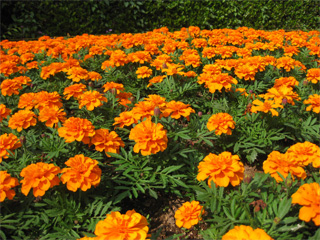 日比谷公園の花壇。