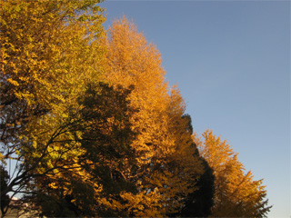 上野公園の紅葉。