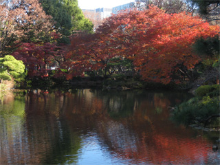 日比谷公園の紅葉。