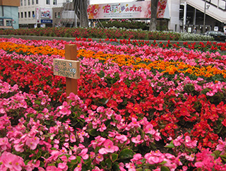 小平駅前ロータリーの花壇。