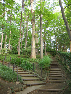 有栖川宮記念公園 森林内。