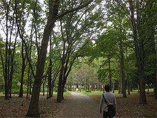 野川公園の森林。