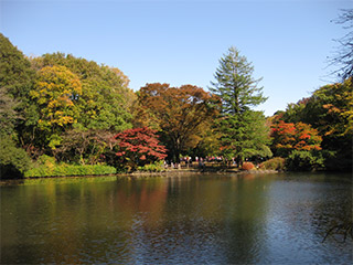 紅葉と池。