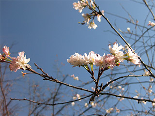 十月桜。