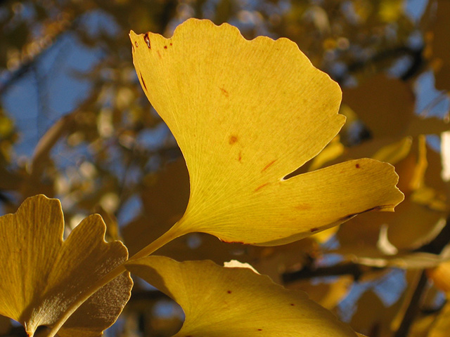 黄金のいちょうの葉。