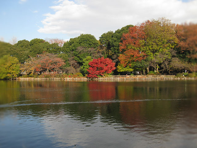 園内の紅葉と池。