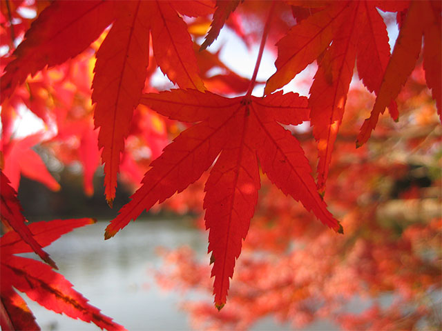 善福寺池と紅葉。