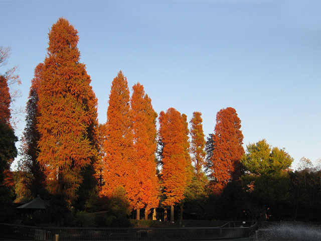 井の頭公園の紅葉。