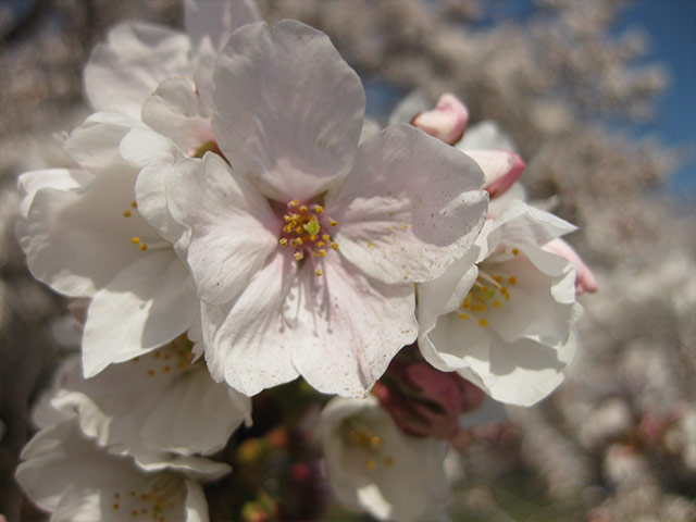 小金井公園の桜。