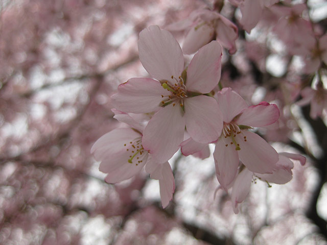 野川沿いの桜。