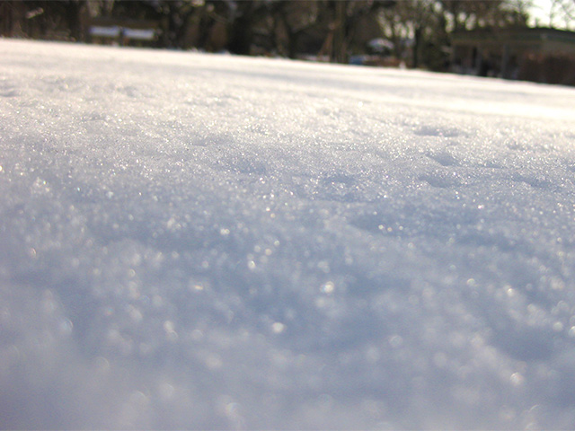小金井公園の雪。