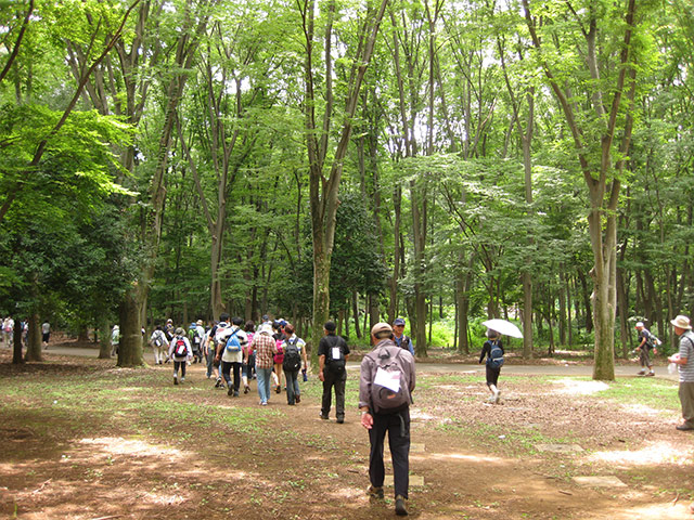 小金井公園の木々。