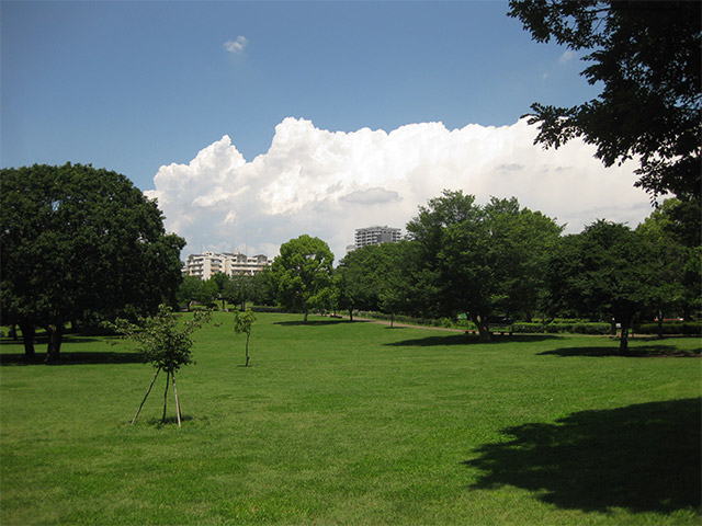 晴れる武蔵国分寺公園。