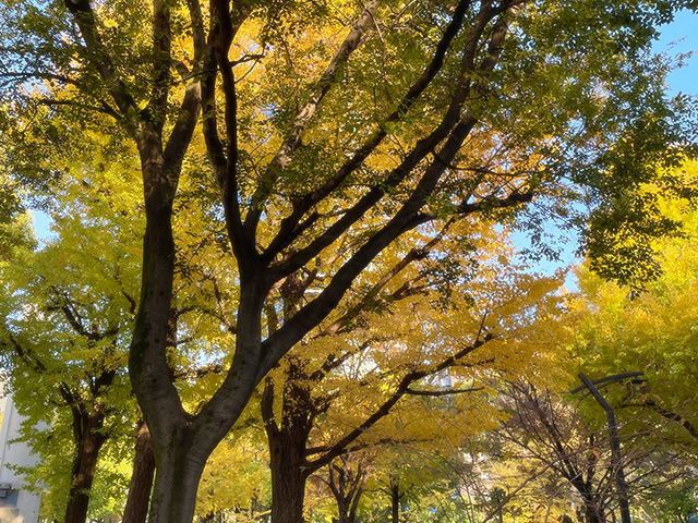 芝公園の銀杏と紅葉の木