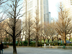 新宿　中央公園で撮影